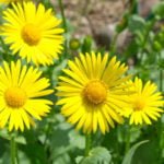 Doronicum — Spring Sun in the Flower Beds