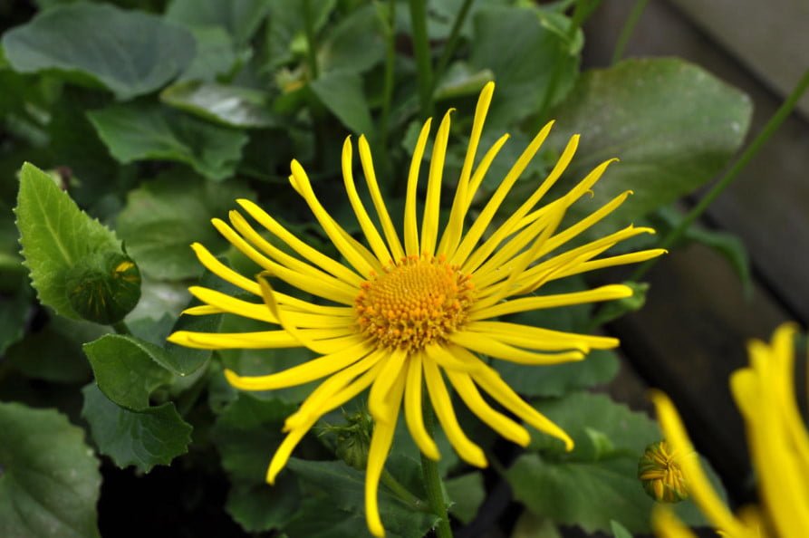 Doronicum — Spring Sun in the Flower Beds