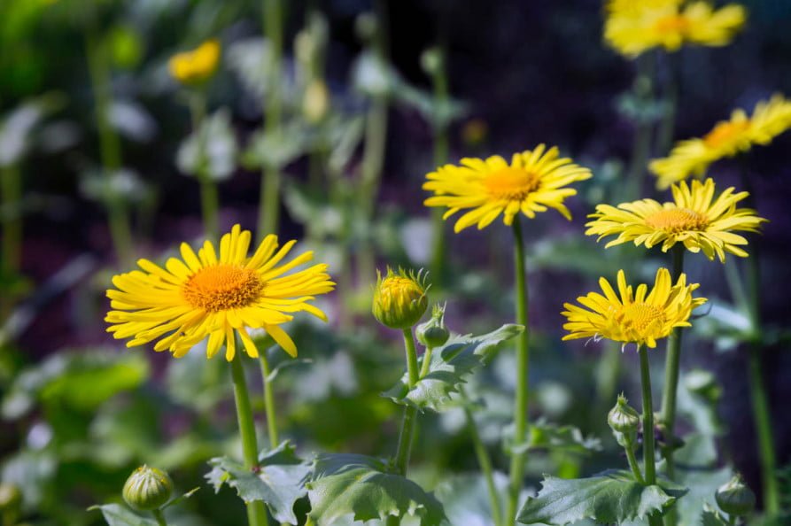 Doronicum — Spring Sun in the Flower Beds