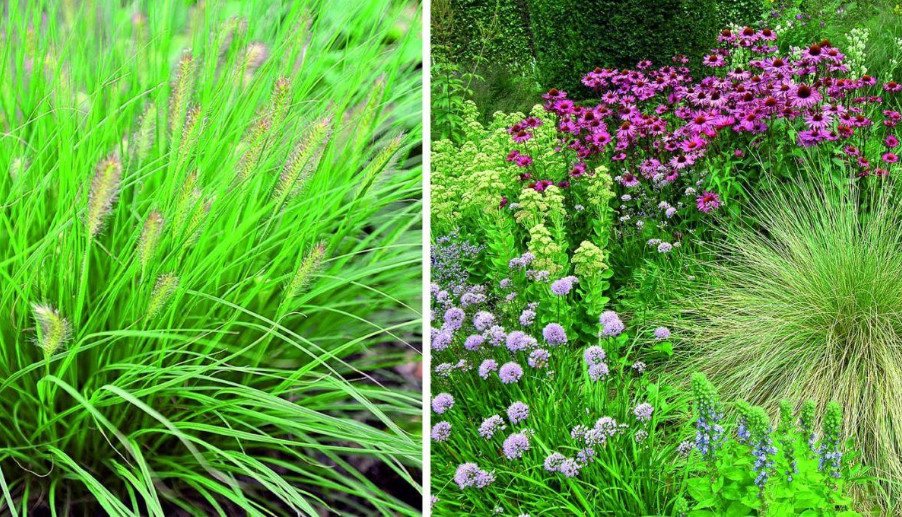 Fashion Trend: Cereals and Other Ornamental Plants for the Village Garden