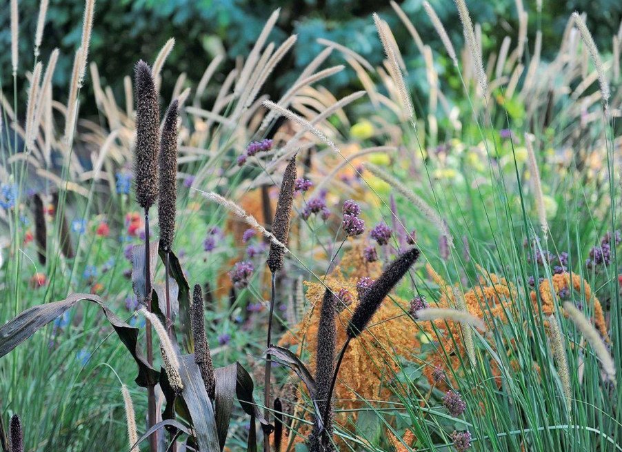 Fashion Trend: Cereals and Other Ornamental Plants for the Village Garden