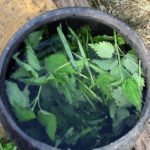 Nettle Fertilizer: How to Prepare Herbal Infusion