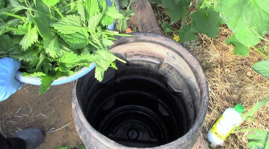 Nettle Fertilizer: How to Prepare Herbal Infusion