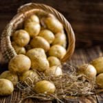Fungal and Bacterial Rot of Potatoes. Part 1