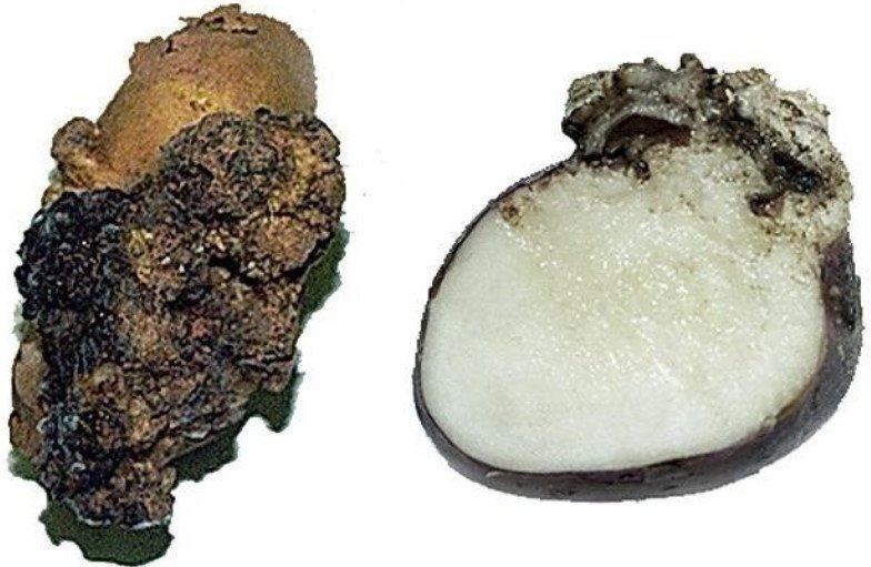 Fungal and Bacterial Rot of Potatoes. Part 2