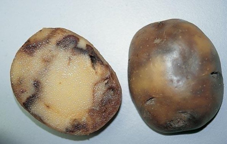 Черная ножка картофеля фото описание и лечение