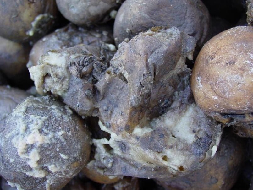 Fungal and Bacterial Rot of Potatoes. Part 2
