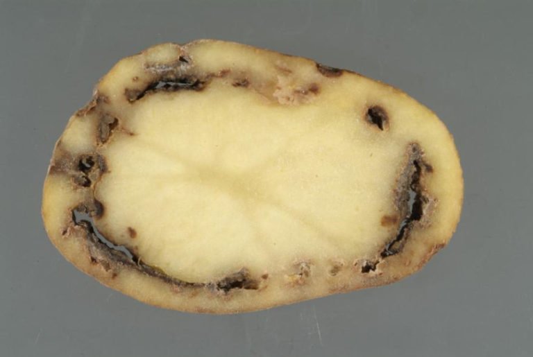 Fungal and Bacterial Rot of Potatoes. Part 2 Best Landscape Ideas