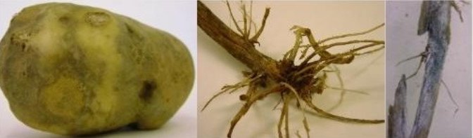 Fungal and Bacterial Rot of Potatoes. Part 1