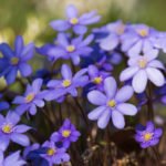 Hepatica Meets Spring