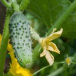 How to Choose a Variety of Cucumbers for Greenhouses