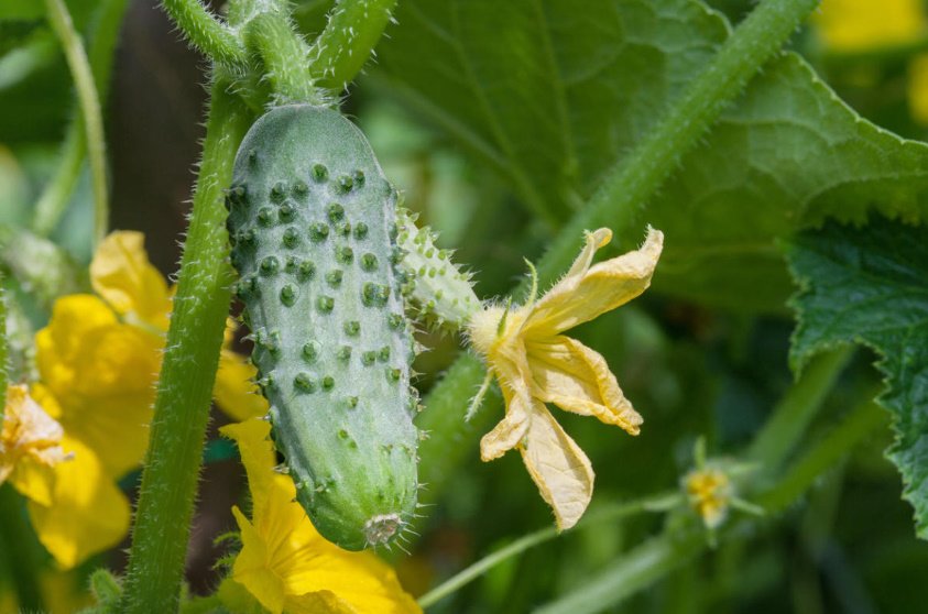 How to Choose a Variety of Cucumbers for Greenhouses - Best Landscape Ideas