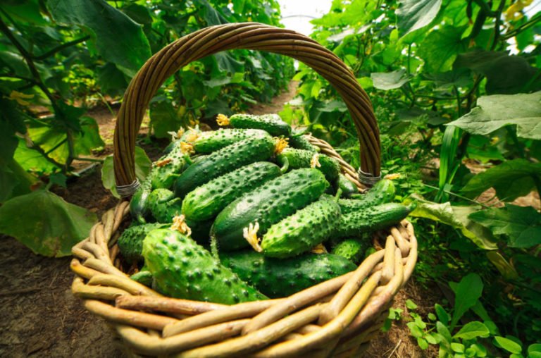 How to Choose a Variety of Cucumbers for Greenhouses - Best Landscape Ideas