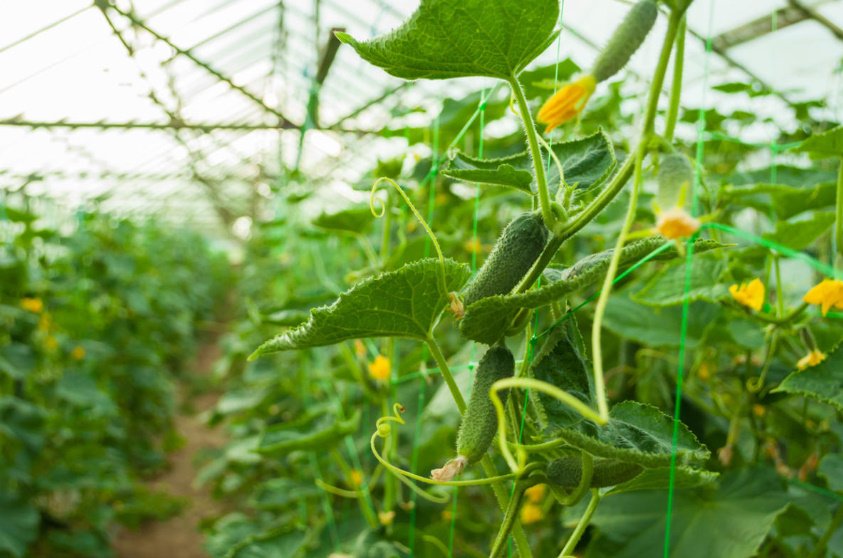 How to Choose a Variety of Cucumbers for Greenhouses