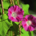 How to Grow a Green Tower from Morning Glory