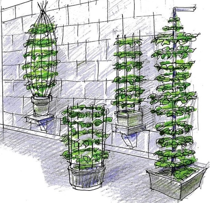 How to Grow a Green Tower from Morning Glory