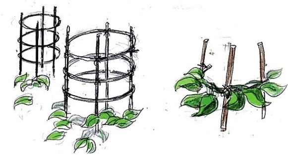 How to Grow a Green Tower from Morning Glory
