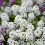 How to Grow Lobularia and Not To Confuse it With Alyssum