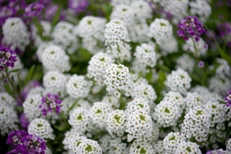 How to Grow Lobularia and Not To Confuse it With Alyssum Best Landscape Ideas