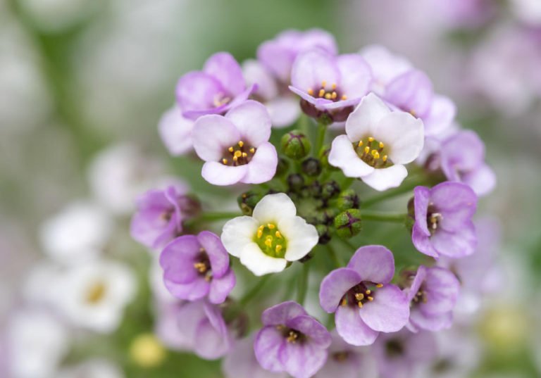 How to Grow Lobularia and Not To Confuse it With Alyssum Best Landscape Ideas