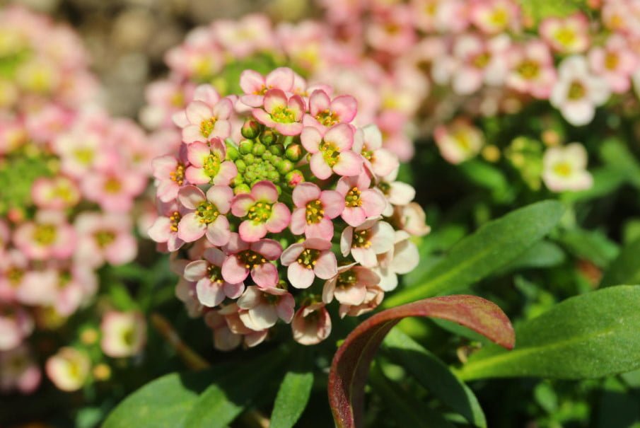 How to Grow Lobularia and Not To Confuse it With Alyssum