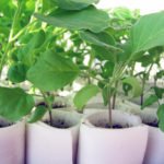 How to Plant Seedlings of Eggplants