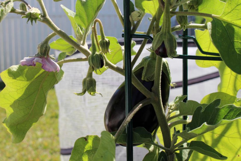 How to Plant Seedlings of Eggplants