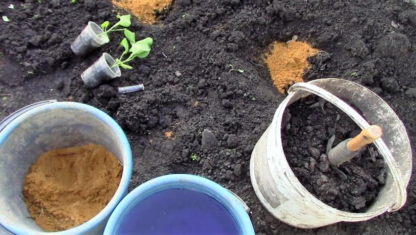 How to Plant Seedlings of Eggplants