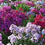 How to Reproduce Phlox? Easy!