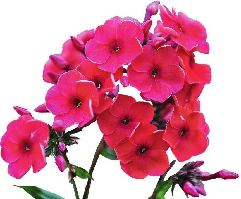 How to Reproduce Phlox? Easy!