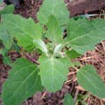 In the Garden Atriplex ? No Problem!