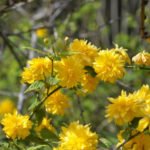 Kerria Japonica