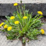 Killer Dandelions