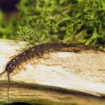 Millipedes: Benefits and Harms