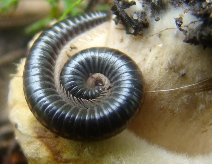 Millipedes: Benefits and Harms