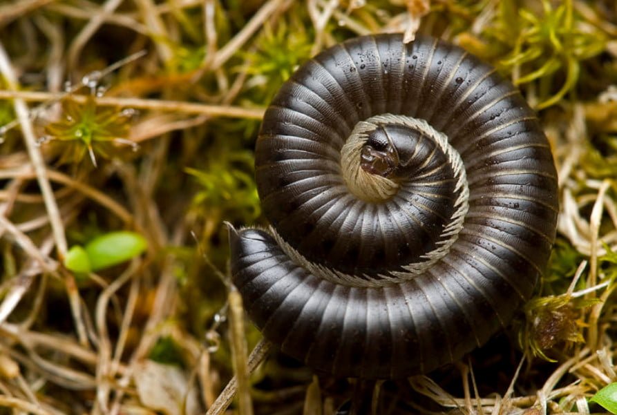 Millipedes: Benefits and Harms