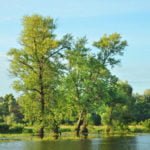 Our Old Friend the Poplar