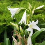 Rare Bulbous Plants of the Family Amaryllidaceae