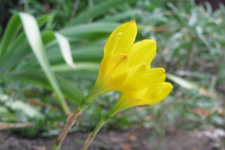 Rare Bulbous Plants of the Family Amaryllidaceae