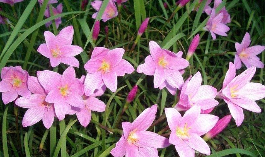 Rare Bulbous Plants of the Family Amaryllidaceae