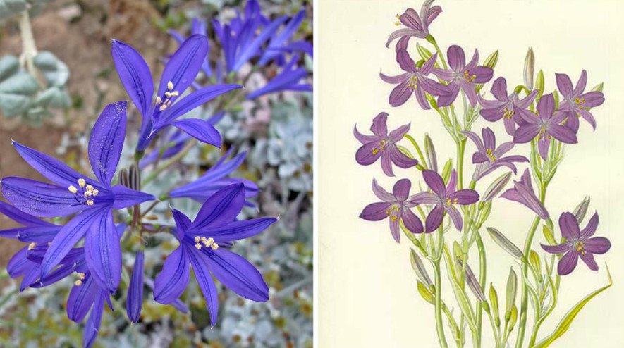 Rare Bulbous Plants of the Family Amaryllidaceae