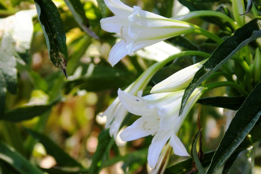 Rare Bulbous Plants of the Family Amaryllidaceae