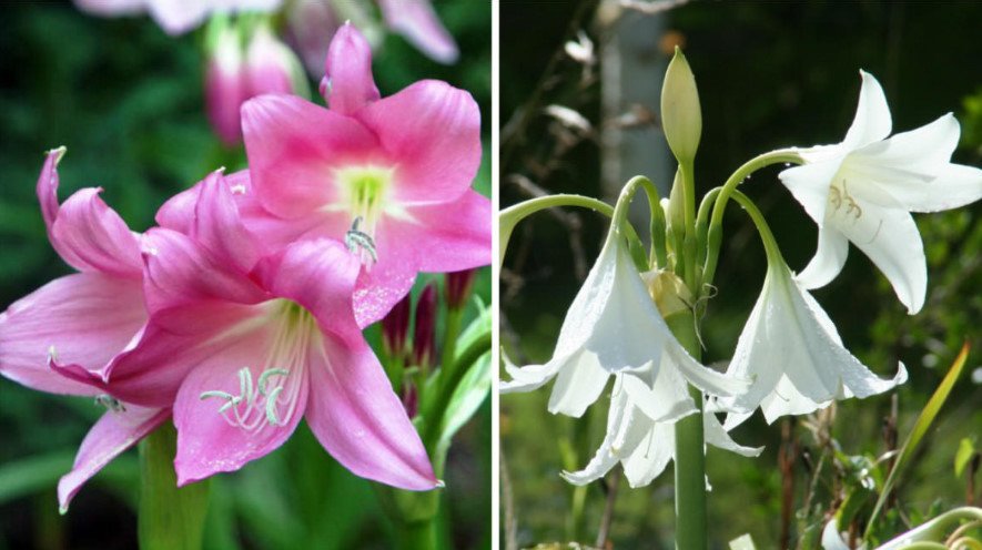 Rare Bulbous Plants of the Family Amaryllidaceae