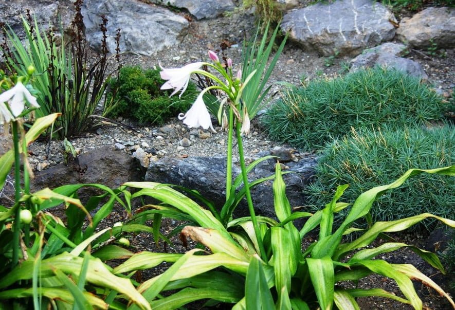 Rare Bulbous Plants of the Family Amaryllidaceae