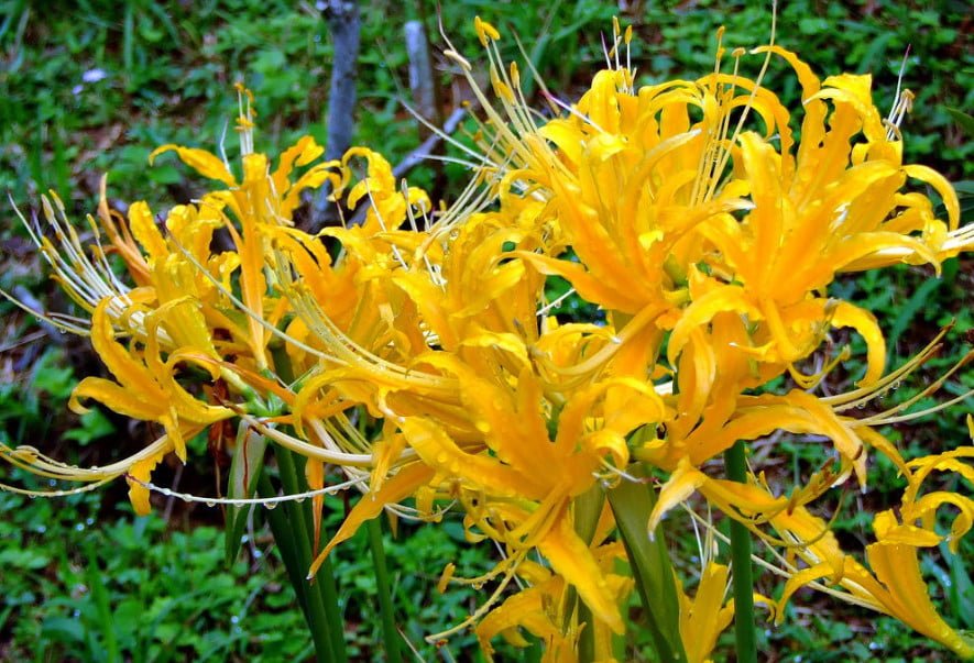 Rare Bulbous Plants of the Family Amaryllidaceae