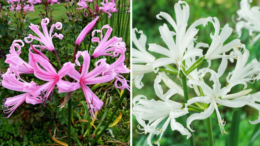 Rare Bulbous Plants of the Family Amaryllidaceae