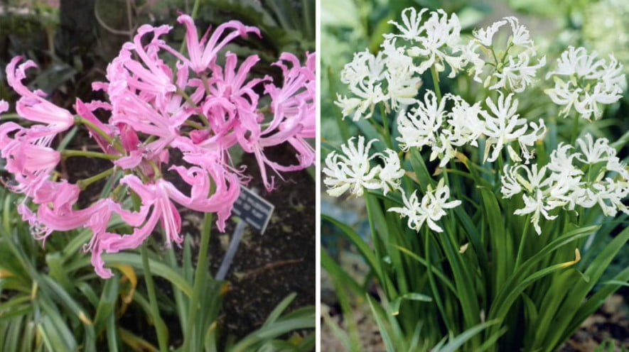 Rare Bulbous Plants of the Family Amaryllidaceae