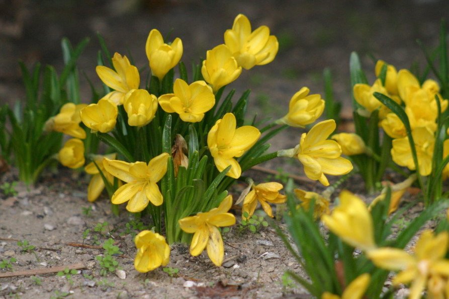 Rare Bulbous Plants of the Family Amaryllidaceae