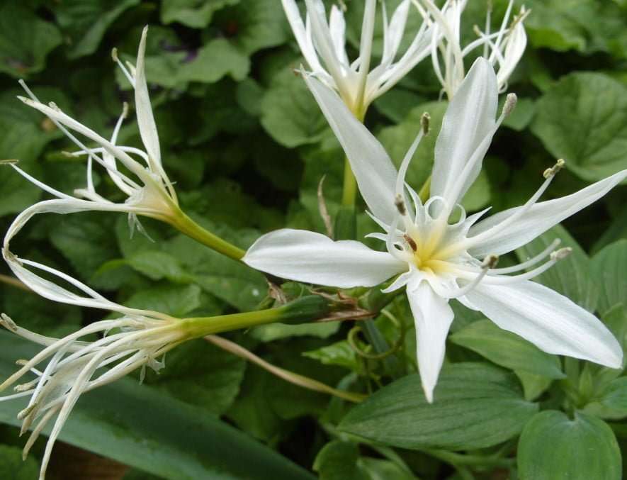 Rare Bulbous Plants of the Family Amaryllidaceae