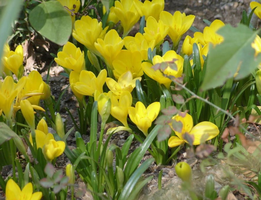 Rare Bulbous Plants of the Family Amaryllidaceae